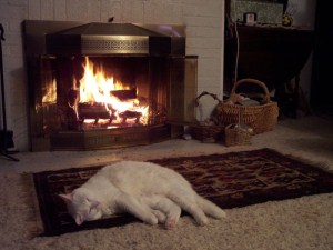 kitty by fire